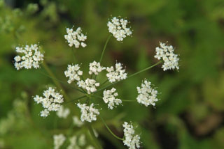 Pimpinella saxifraga Kleine bevernel bestellen